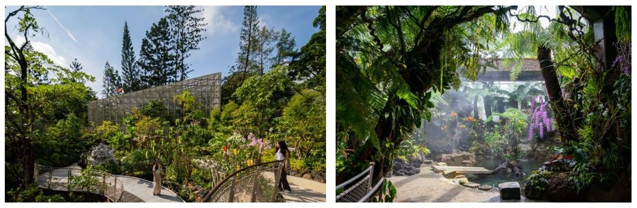 Two images showing lush botanical gardens with walkways surrounded by diverse plants and flowers under a large glass structure.